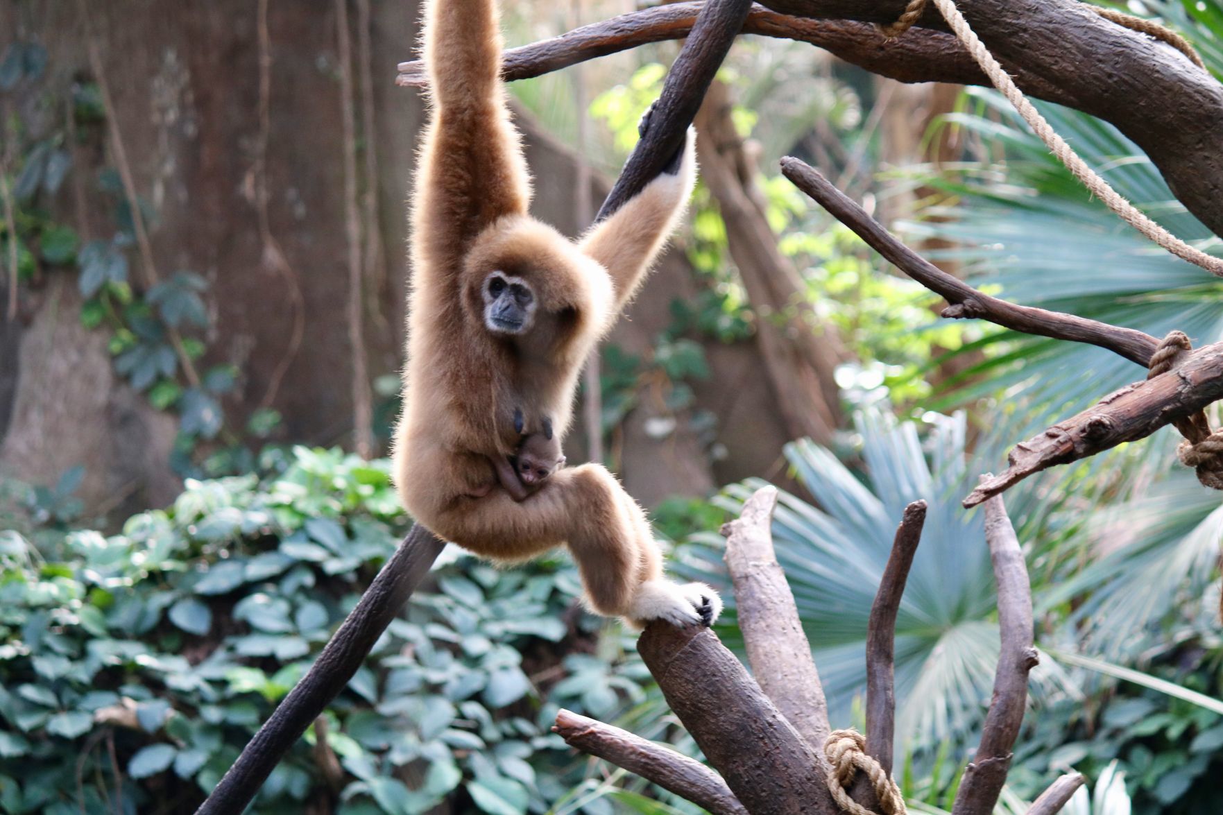 White-Handed Gibbon baby with mom